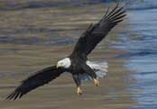 Bald Eagle fishing for Gizzard Shad