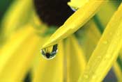 Dew drop reflection of Gray-headed Confeflower