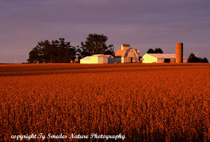 Soy Bean Field in North Central Iowa