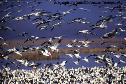 Snow Geese at Desoto Bend NWR, Onawa Iowa