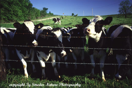 Diary Cows in Northeast Iowa