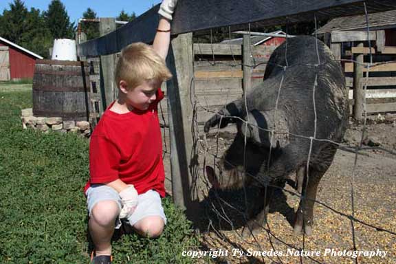Checking out the pig at Living History Farms, Urbandale Iowa