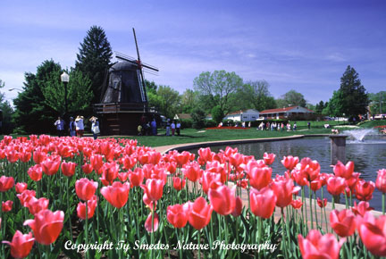 Pella Tulip Festival, Pella Iowa