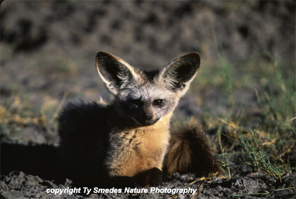 Bat-Eared Fox, Serengeti National Park, Tanzania