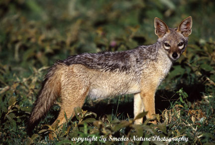 Black-backed Jackal, Ngorongoro Crater, Tanzania
