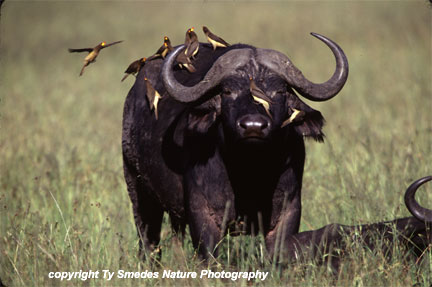 Cape Buffalo, Masai Mara National Park, Kenya