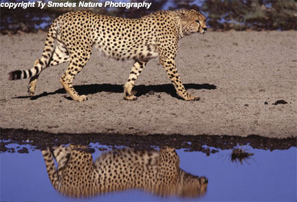 Cheetah, Serengeti National Park, Tanzania
