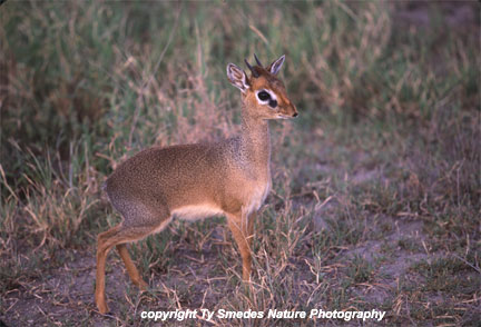 Dik Dik, Samburu National Park, Kenya