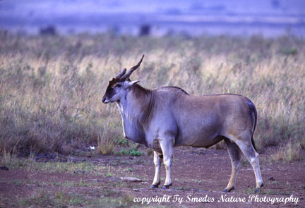 Eland, Tarangire National Park, Tanzania