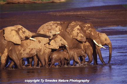 Elephants, Samburu National Park, Kenya