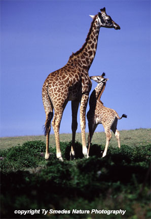 Masai Giraffe, Lake Navaisha, Kenya