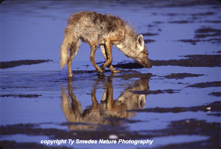 Golden Jackal, Lake Magadi, Ngorongoro Crater, Tanzania