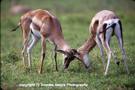 Grant's Gazelle, Ngorongoro Crater, Tanzania