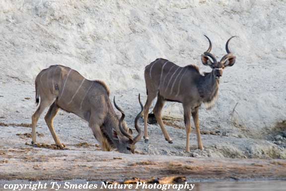 Greater  Kudu along Chobe River, Chobe National Park, Botswana