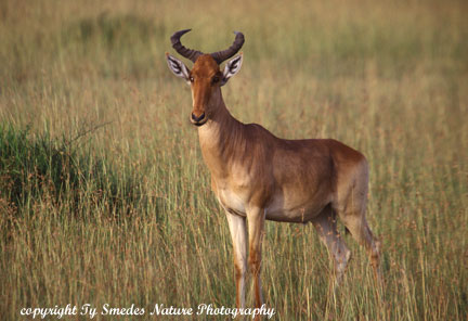 Coke's Hartebeest, Masai Mara National Park, Kenya