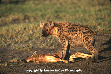 Spotted Hyena with Wildebeest Calf, Serengeti National Park, Tanzania