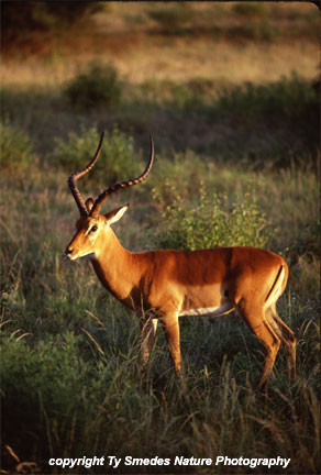 Impala Buck, Samburu National Park, Kenya
