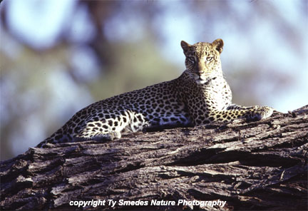 Leopard, Samburu National Park, Kenya
