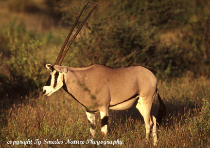 Beisa Oryx, Samburu National Park, Kenya