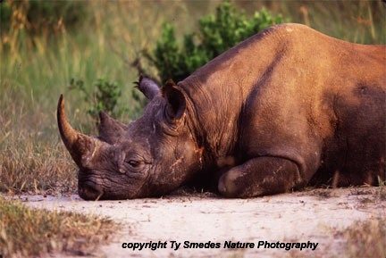 Black Rhino, Masai Mara National Park, Kenya