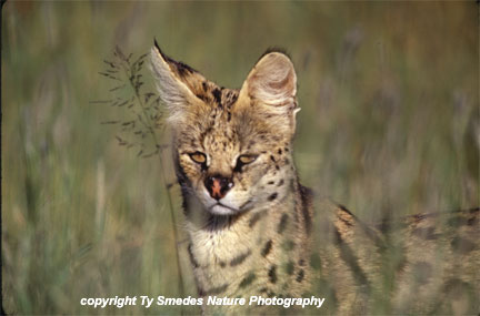 Serval Cat, Serengeti National Park, Tanzania