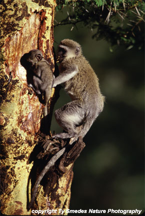 Vervet Monkeys in Yellow-Fever Acacia Tree