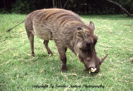 Warthog, Masai Mara National Park, Kenya