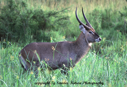 Defassa Waterbuck, Masai Mara National Park, Kenya
