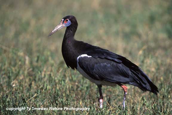 Abdim's Stork, Ngorongoro Crater, Tanzania