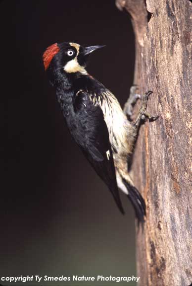 Acorn Woodpecker