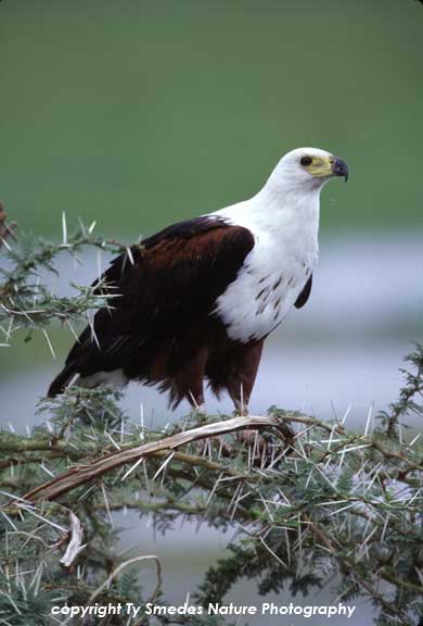 African Fish Eagle, Amboseli National Park, Kenya