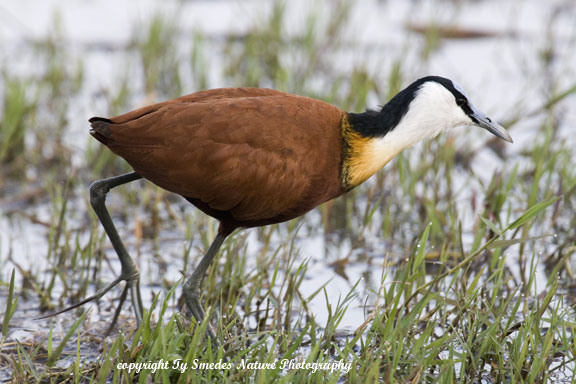 African Jacana, Okavango Delta, Botswana