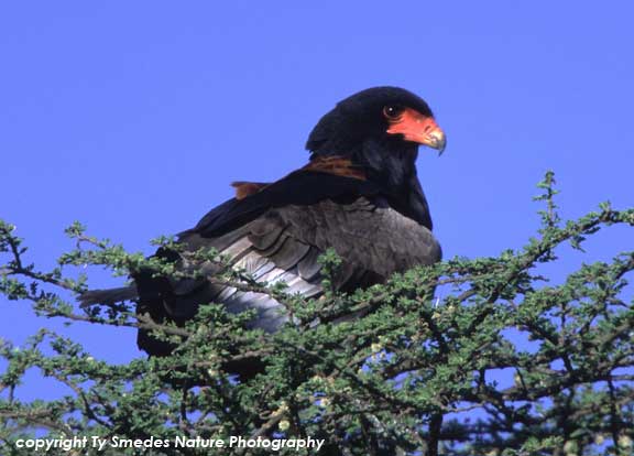 Bateleur Eagle, Serengeti National Park, Tanzania
