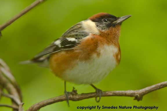 Bay-breasted Warbler