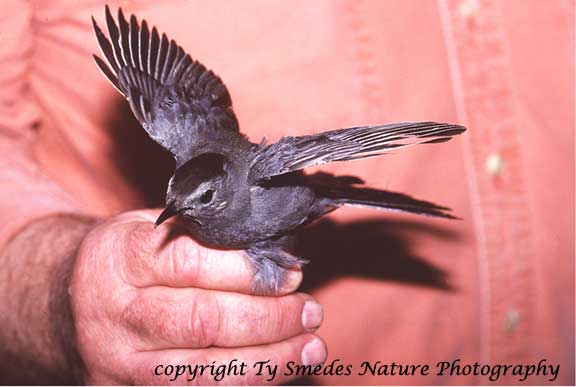 Banding a Gray-headed Catbird