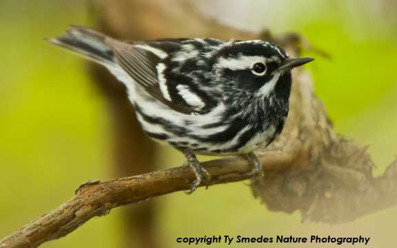 Black and White Warbler