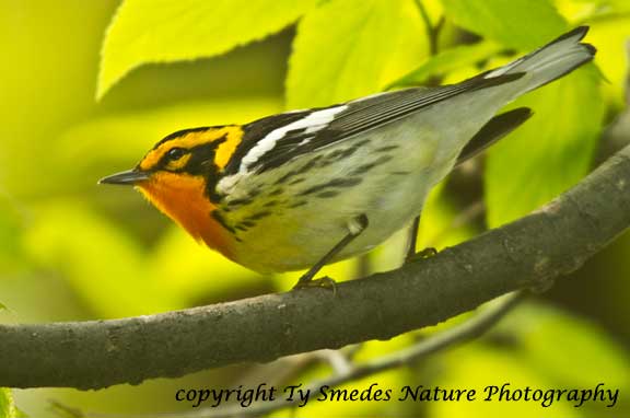 Blackburnian Warbler - male