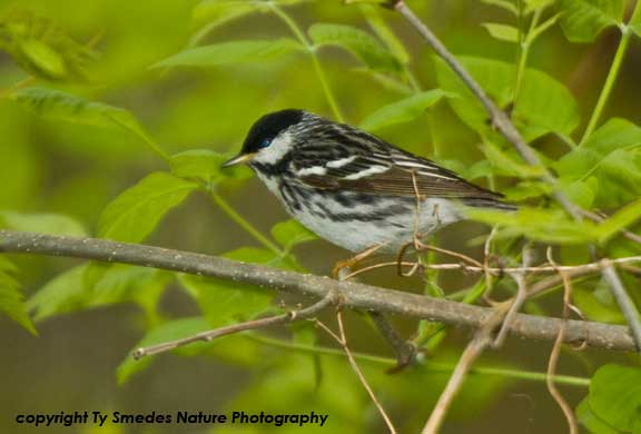 Blackpoll Warbler