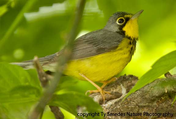 Canada Warbler - male