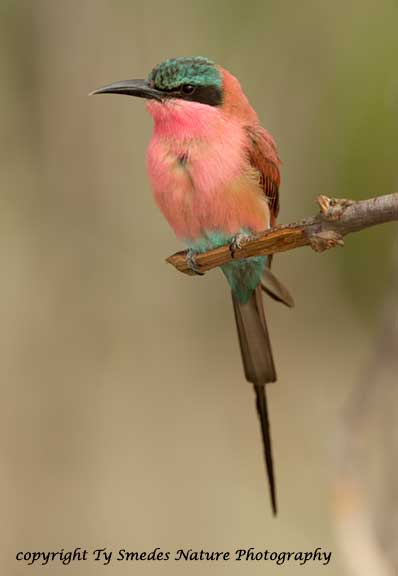 Carmine Bee-Eater, Botswana