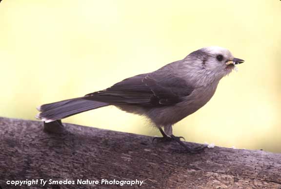 Gray Jay