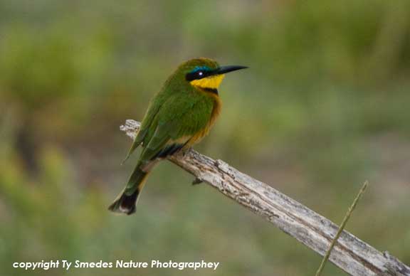 Little Bee Eater, Amboseli National Park, Kenya