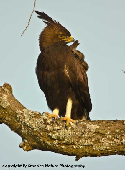 Long-crested Eagle, Serengeti National Park, Tanzania