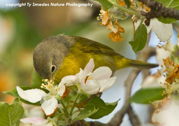 Nashville Warbler eating apple blossoms