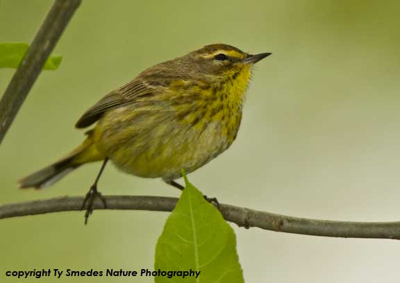 Palm Warbler