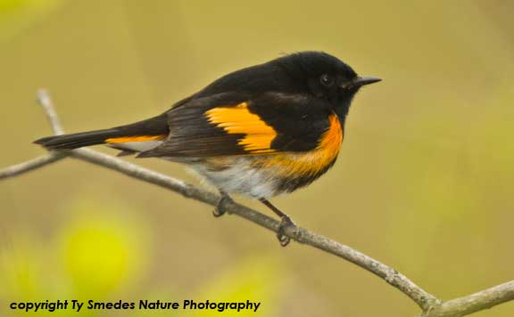 Redstart (American)