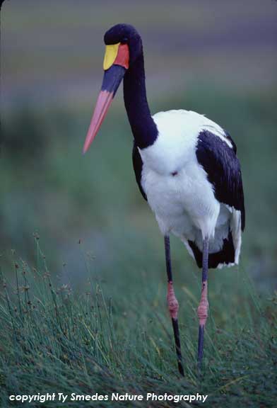 Saddlebilled Stork at Lake Ndutu, Serengeti Plains