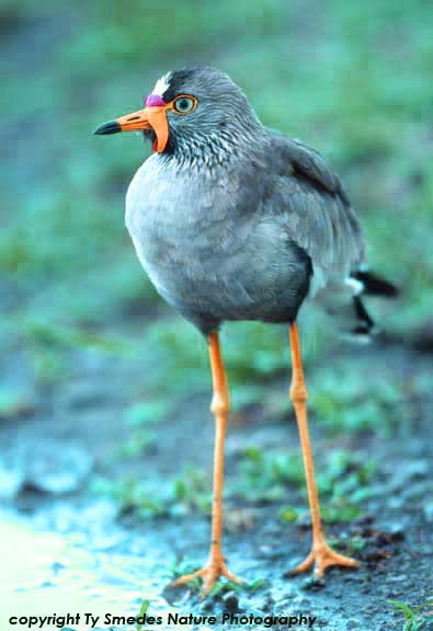 Wattled Plover at Lake Ndutu, Serengeti National Park, Tanzania