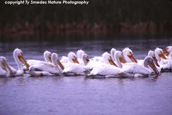 White Pelicans