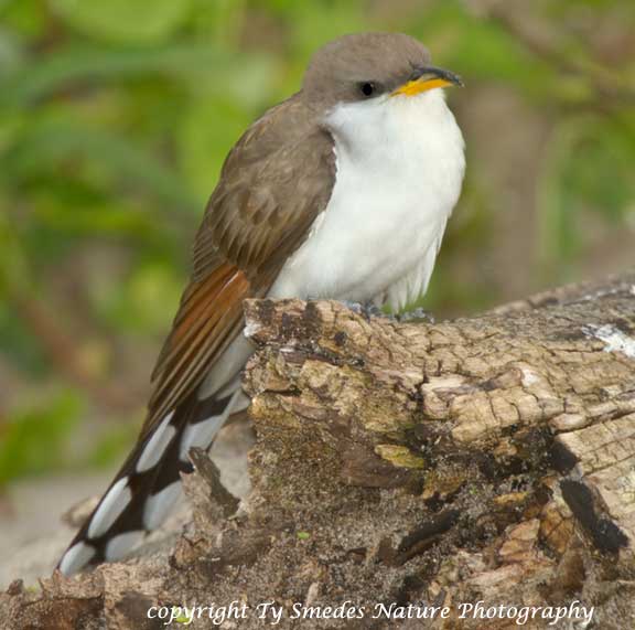 Yellow-billed Cuckoo